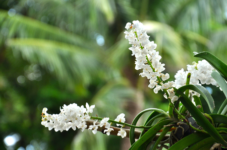 Rhynchostylis Gigantea orchids in thailandの写真素材