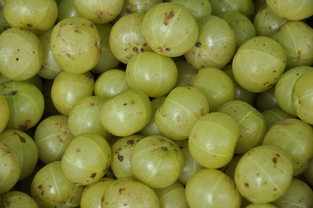 indian gooseberryの写真素材