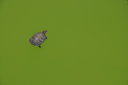 snapping turtle /Yuantong Templeの写真素材