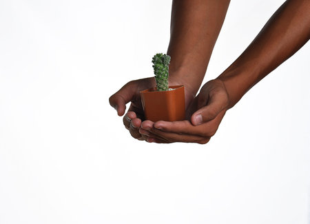 Get hands of cactus.の写真素材