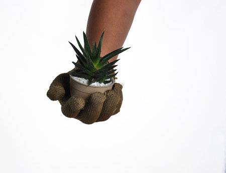 Wear gloves, a few trees in pots white background.の写真素材