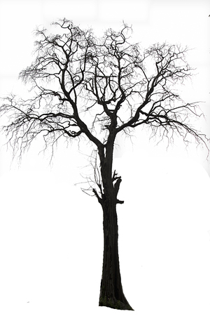 Dead tree isolated on a white background in high resolutionの写真素材