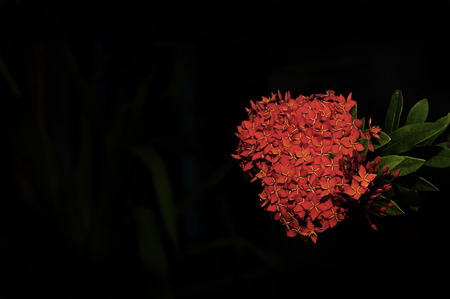 The flower spike red black back groundの写真素材