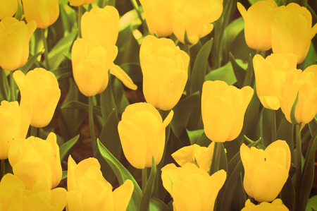 beautiful yellow tulip field,Vintage styleの写真素材