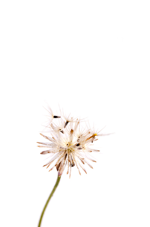 Grass pollen white background.の写真素材