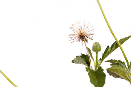 Grass pollen white background.の写真素材