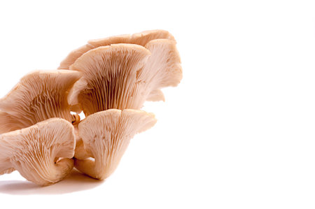 oyster mushroom on vintage styleの写真素材