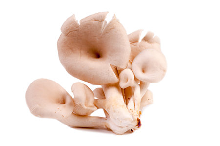 oyster mushroom on vintage styleの写真素材