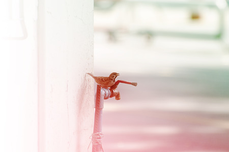 sparrow sitting on the tapの写真素材
