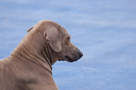 brown color of old scabby dogs.の写真素材