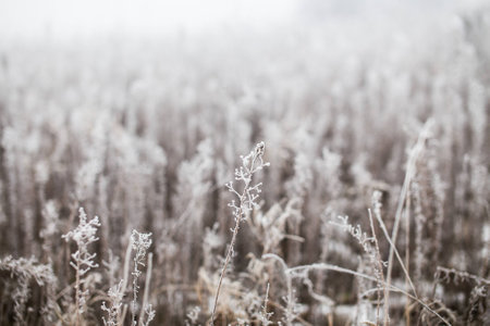 Grass covered with hoarfrost on a foggy winter dayの写真素材