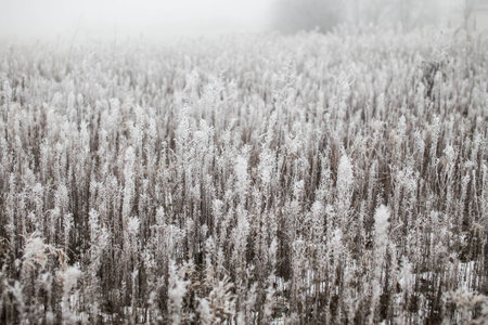 Grass covered with hoarfrost on a foggy winter dayの写真素材