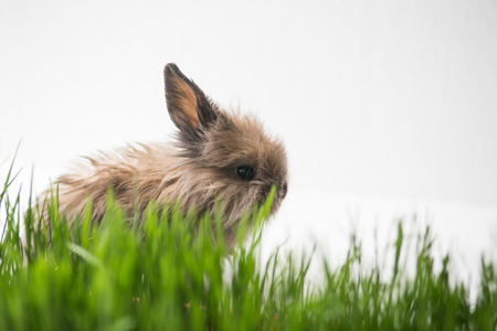 Easter bunny on green spring grass, white backgroundの写真素材