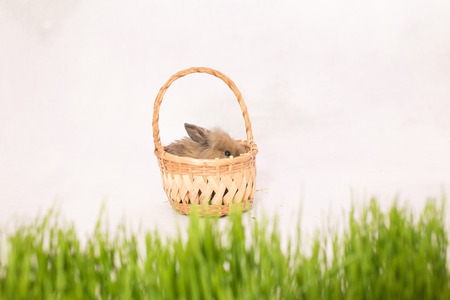 Easter bunny in a basket behind green spring grass, white backgroundの写真素材