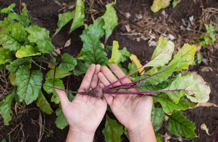 Young beetroot plant in farmer's hands. Gardener thinning out beet seedlings. Beetroot bed at the...