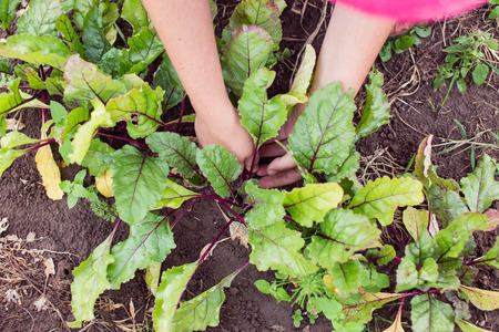Farmer thinning out and mulching young beetroot plants on a garden bed. Gardening in summer. Caring for farm plants.の写真素材
