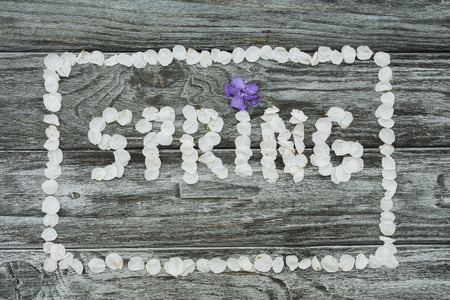 Word Spring made of white cherry blossom petals in a frame on rustic gray backgroundの写真素材