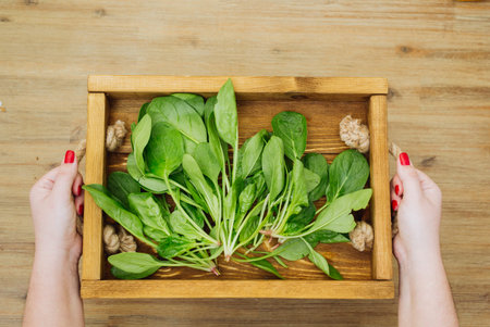 Hands holding rustic wooden tray with fresh organic spinach leaves plants. First spring summer crop. Vegetarian vegan healthy local food. Grow your own, eat local produceの写真素材