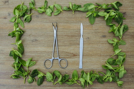 Surgical instruments in rectangle shape frame of wild edible green leaves on wooden background. Care for your health, healthy lifestyle, eating healthy food, bad habits, disease concept concernの写真素材