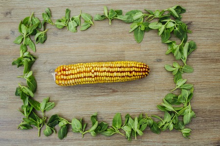 Corn on the cob in rectangle shape frame of wild edible green leaves on wooden background. Corncob, healthy vegetarian vegan organic food, overhead shotの写真素材