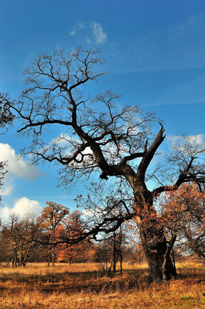tree by autumn to prepare to winterの写真素材