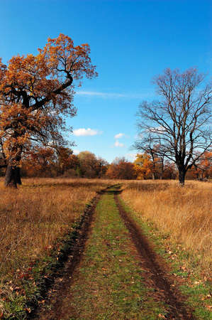 autumn timber roadの写真素材