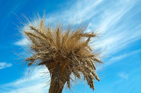 Brush of wheat on the blue sky. Colourful picture.の写真素材