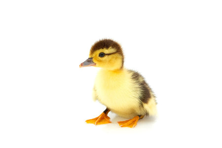 One duckling isolated on a whiteground. Very younf and small duckling.の写真素材