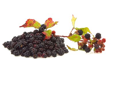 Pile of blackberries isolated on white background.の写真素材