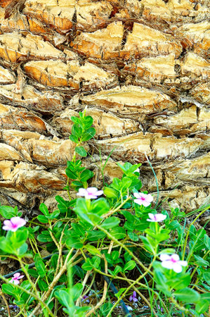 Bark of palm next to flowers. Beauty and colourful.の写真素材