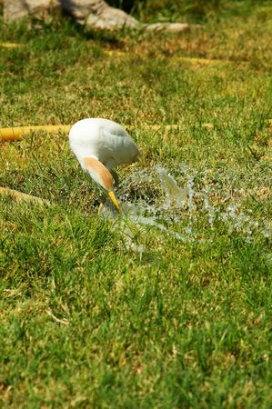Wild bird drink cool water. Heat weather in tropical country.の写真素材