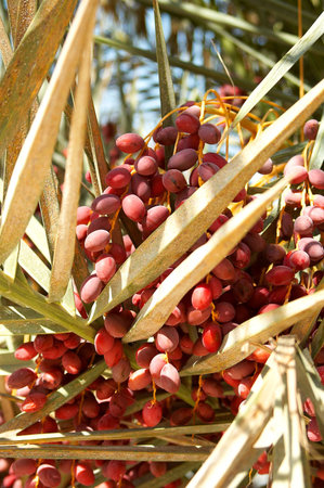 Dates grow on the palm. Colourful picture and beautiful.