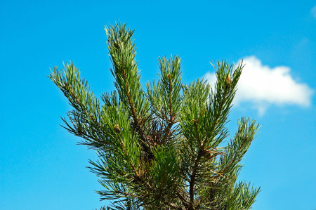 Pine-tree and blue sky together with clouds.