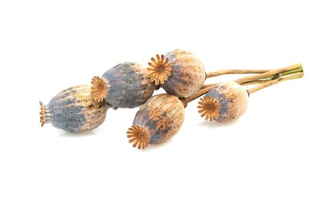 Poppy head isolated on white background.の写真素材