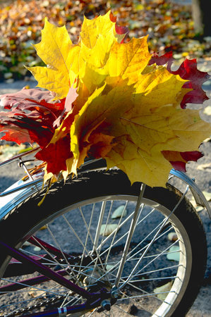 Autumn bouquet on the luggage rack of bicycle.