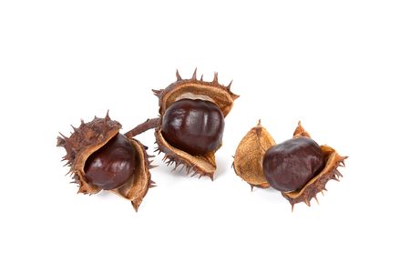 Three chestnuts isolated on a white background.の写真素材