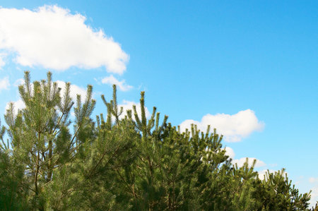 Wonderful  pine tree and blue sky with clouds.