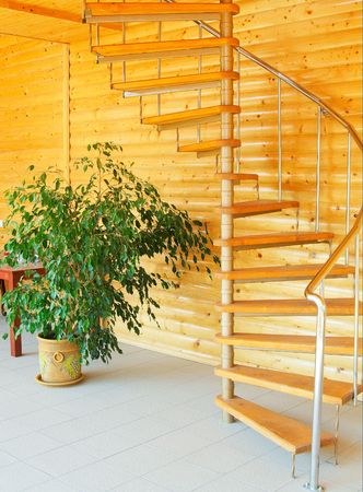 Wonderful ficus and spiral staircase in modern house.の写真素材