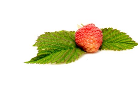Alone ripe raspberry isolated on a white background.の写真素材