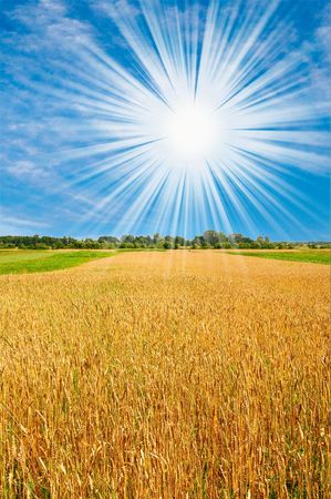 Golden  ripe wheat and sun,blue sky with clouds.の写真素材