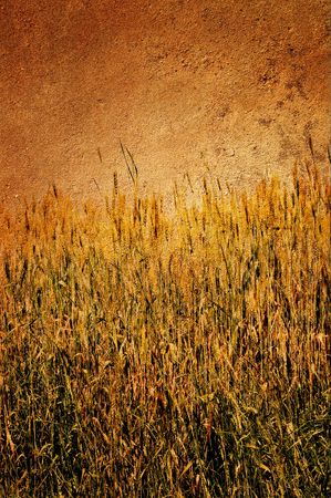Antique view of wall and field of wheat on it.の写真素材