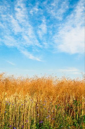 Golden field and wonderful sky with clouds by summer.の写真素材