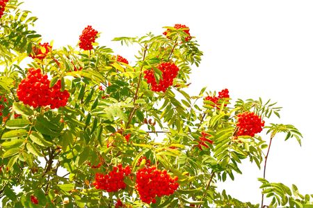 Ripe berries and leaves of a rowan isolated on a white background.の写真素材