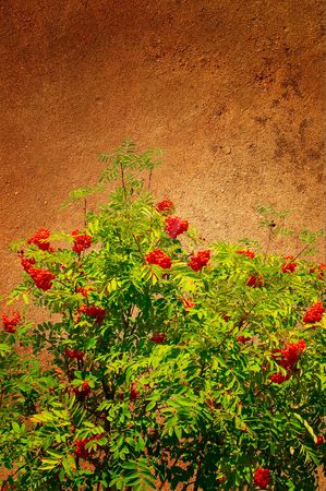 Abstract view of wall and rowanberry pasted on it.の写真素材
