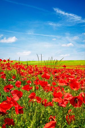 Beautiful landscape of poppies and blue sky.の写真素材