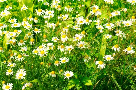 Splendid summer flowers on a grass.の写真素材
