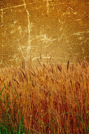 Photo of wheat pasted on a grunge backgroundの写真素材