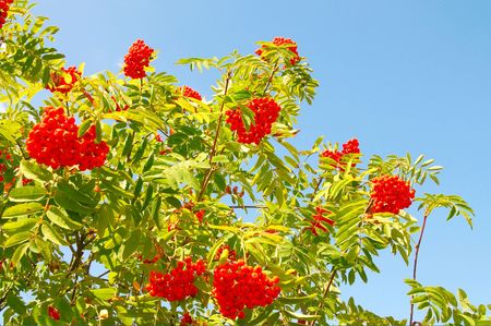 Beautiful rowan tree with red berry and blue sky.の写真素材
