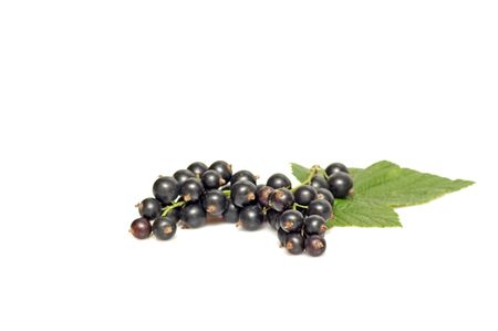 Ripe  black currant and green leaves isolated on a white background.の写真素材