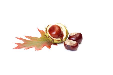 Autumn oak leaf and chestnuts isolated on a white background.の写真素材